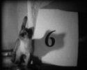 counting cats counting sheep